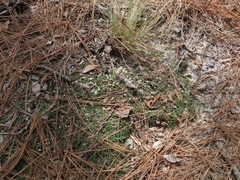 Pyxidanthera brevifolia