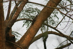 Callosciurus pygerythrus