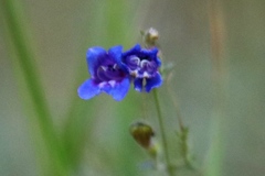 Penstemon laetus