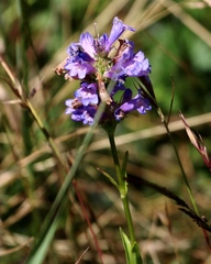 Penstemon rydbergii