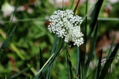 Perideridia parishii