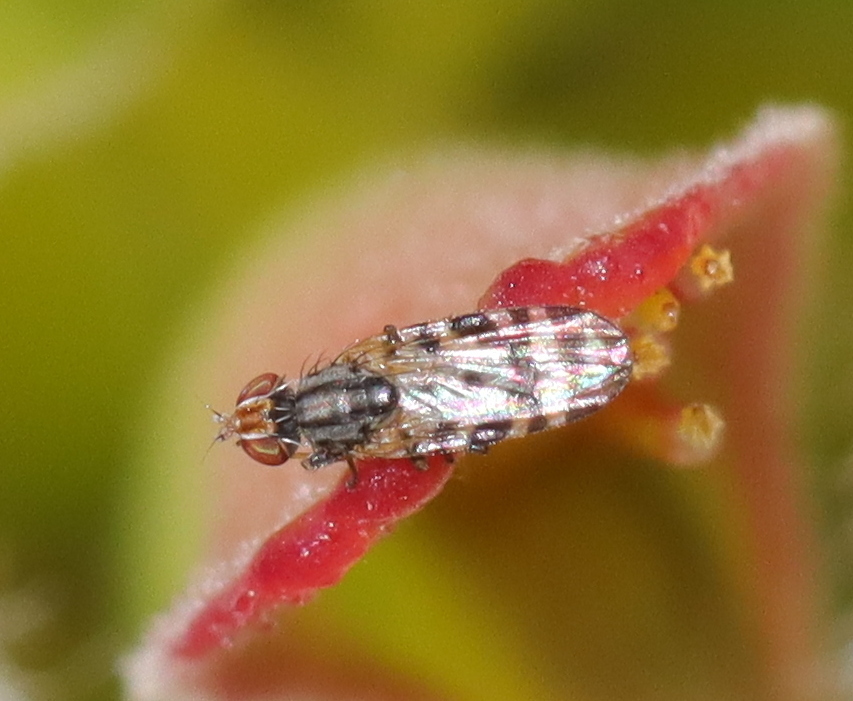 Desmella