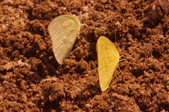 Aphrissa statira statira