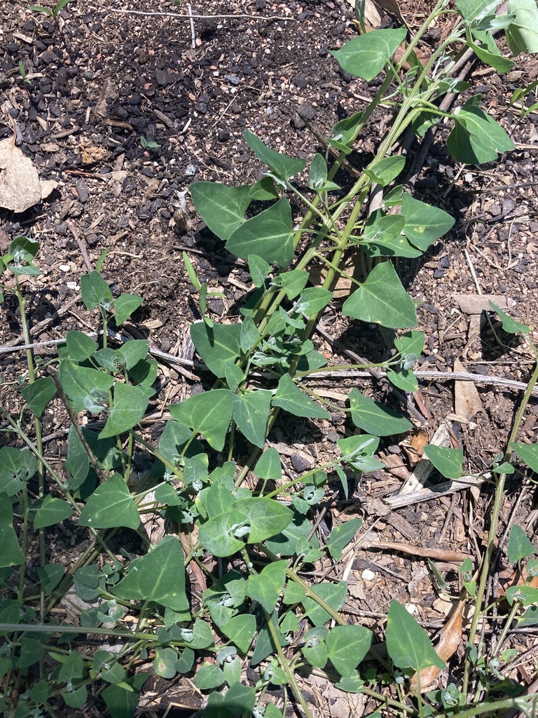 fishweed