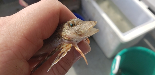 Prionotus scitulus