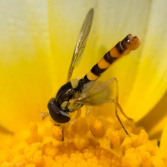 Sphaerophoria contigua