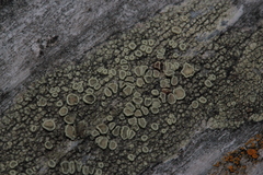 Lecanora varia