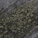 Lecanora varia - Photo (c) botanico, algunos derechos reservados (CC BY-NC), uploaded by botanico