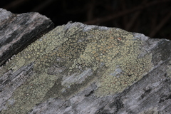 Lecanora varia