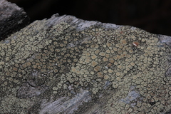 Lecanora varia