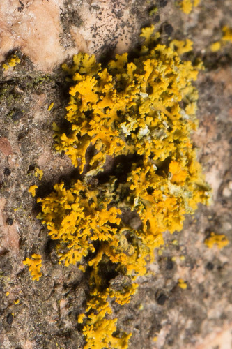 Shrubby Sunburst Lichen
