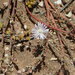 Drosanthemum overbergense - Photo (c) nande_notyalwa, algunos derechos reservados (CC BY-NC), subido por nande_notyalwa