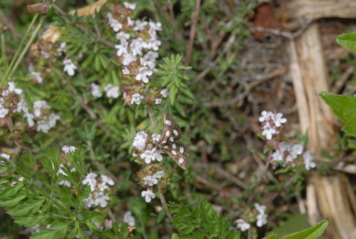 Anania funebris