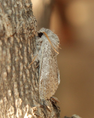Epicerura