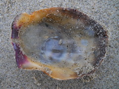 Crassadoma