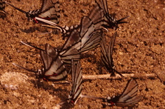 Protographium epidaus fenochionis