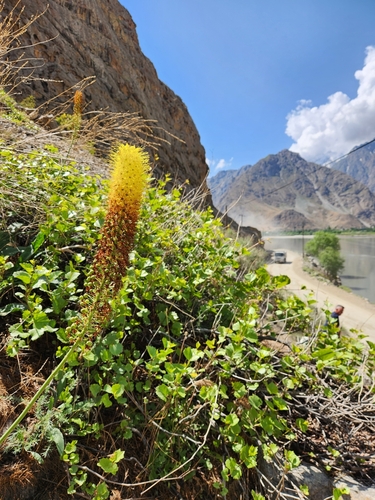 Eremurus stenophyllus, photograph 6