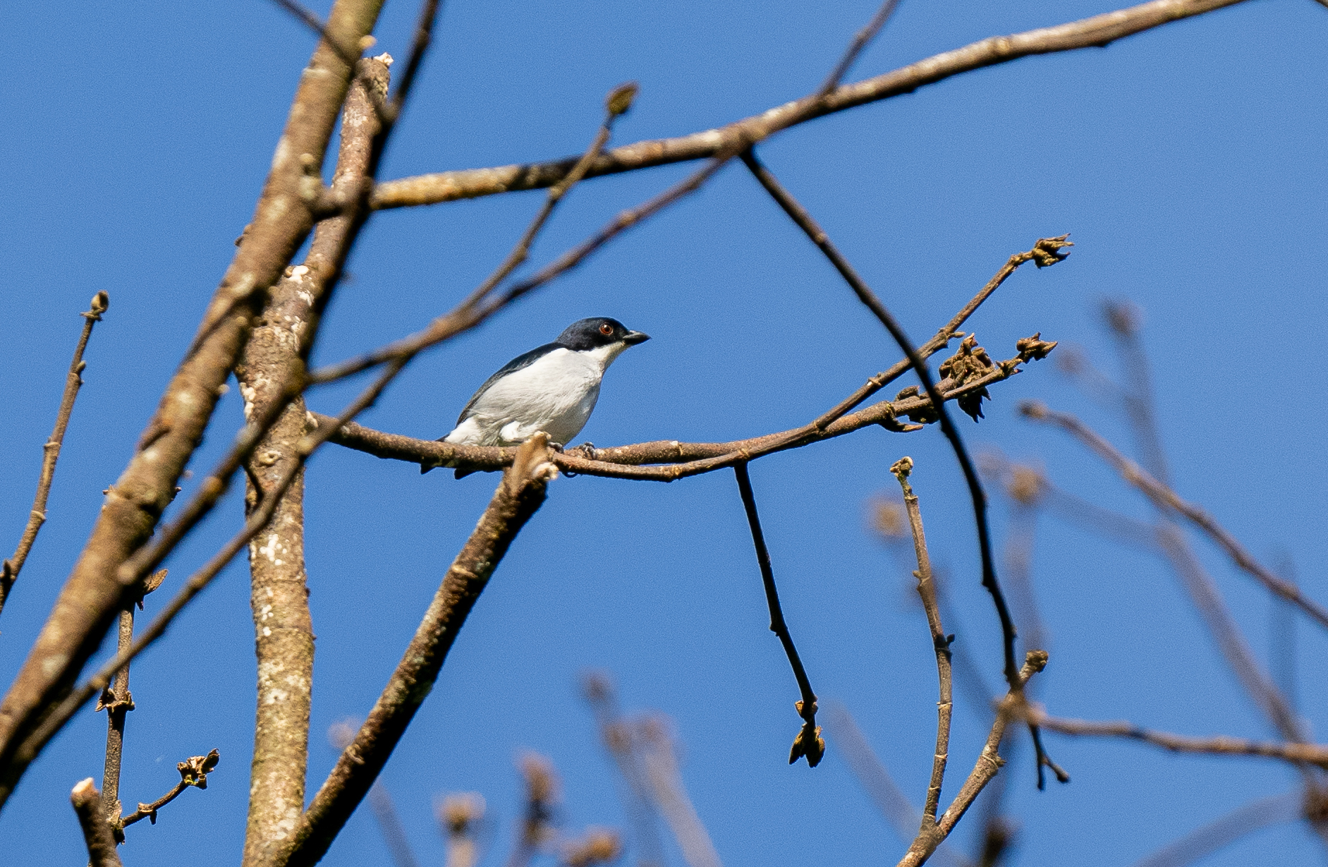 Bicolored Flowerpecker (Dicaeum bicolor), photo 4