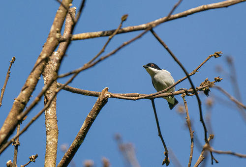 Bicolored Flowerpecker (Dicaeum bicolor), photo 5