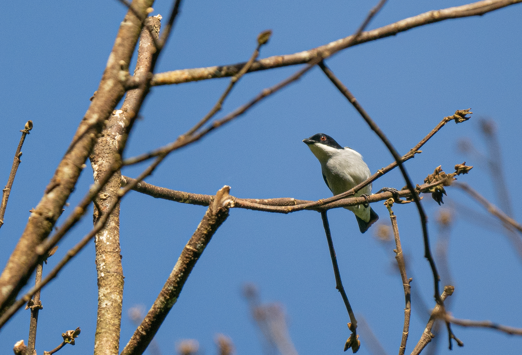 Bicolored Flowerpecker (Dicaeum bicolor), photo 5