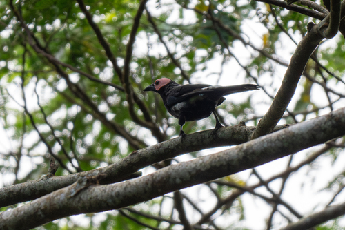 Coleto (Sarcops calvus), photo 9
