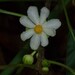 Mayna odorata - Photo (c) olivier_fortune, alguns direitos reservados (CC BY-NC), uploaded by olivier_fortune