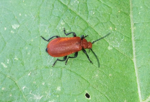 Pyrochroa serraticornis
