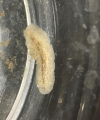 Enchiridium punctatum