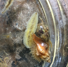 Enchiridium punctatum