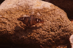 Polygonus