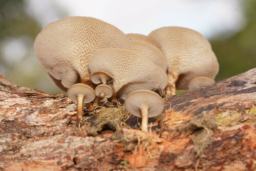 Spring Polypore