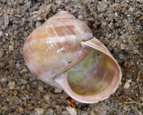 Vynuoginė sraigė nuotrauka