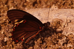 Battus polydamas polydamas