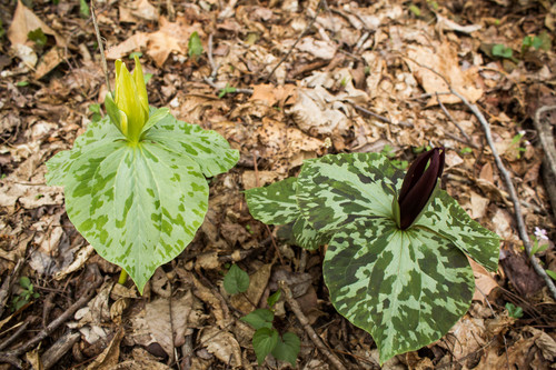 Trillium cuneatum