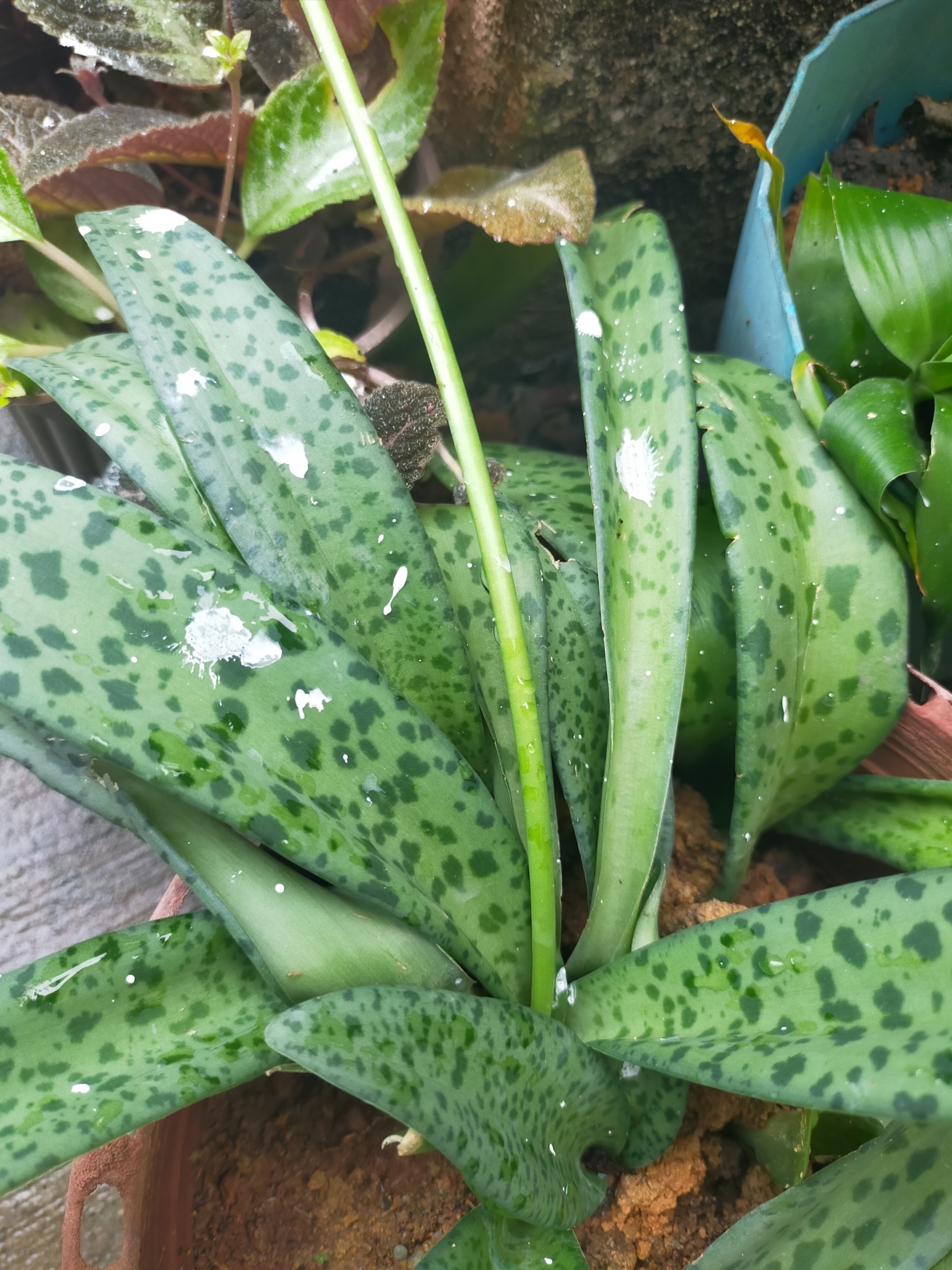 Imagem de Planta-pérola