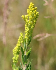 Solidago elongata