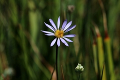 Symphyotrichum spathulatum