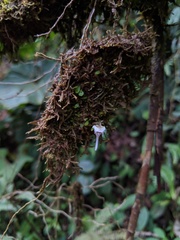 Utricularia jamesoniana