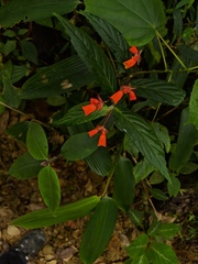 Begonia silverstonei