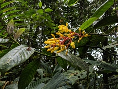 Palicourea padifolia