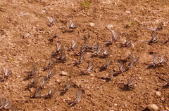 Protographium epidaus