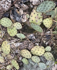 Opuntia mesacantha