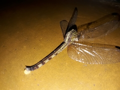 Anisoptera