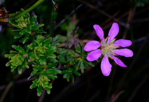 Bauera capitata (Bauera capitata)