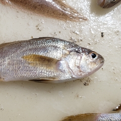 Stellifer lanceolatus