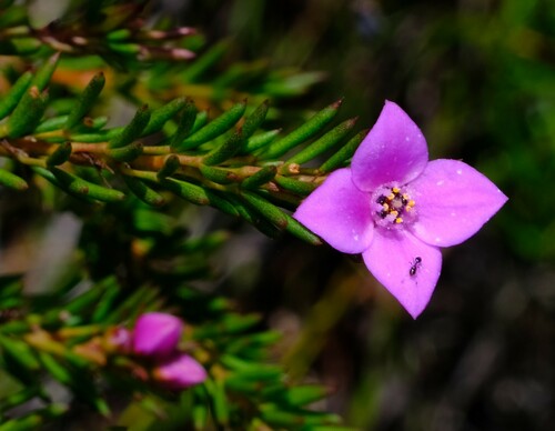 Image of Boronia falcifolia by (c) Peter Crowcroft, some rights reserved (CC BY)