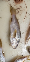 Stellifer lanceolatus