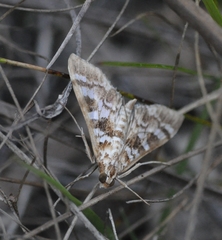 Epipagis forsythae