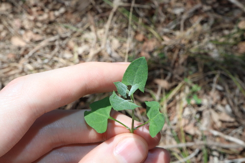Image of Chenopodium trigonon by (c) Thomas Mesaglio, some rights reserved (CC BY)