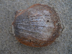 Crassadoma